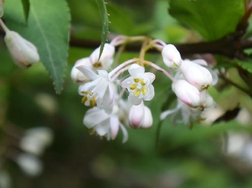 ミツバウツギ 晩春～初夏 小さな白い花