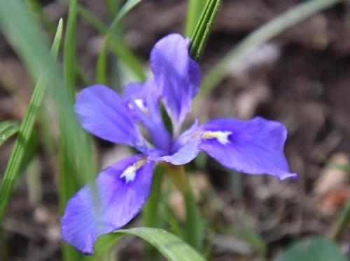 エヒメアヤメ 晩春に青紫色の花