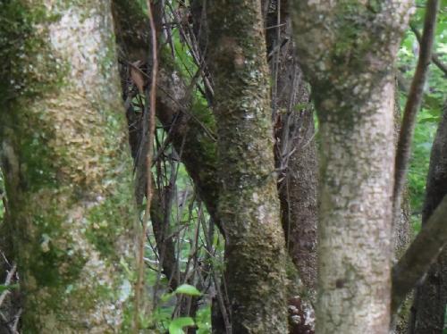 フサザクラ 樹皮は白く褐色の斑点が散在する