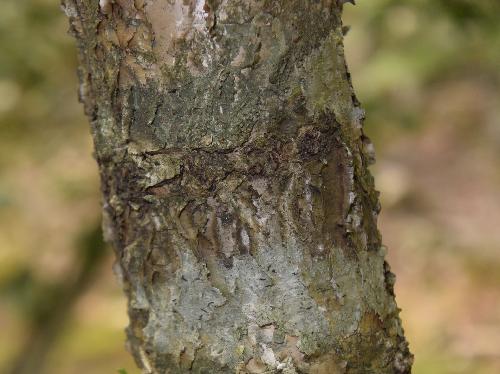 クロウメモドキ 樹皮は銀灰色で薄くはがれる