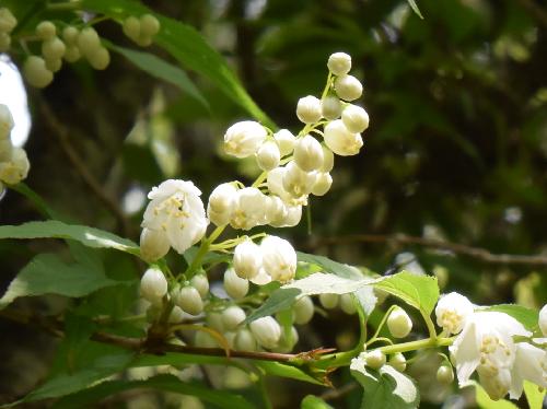 ヒメウツギ 晩春 白い花