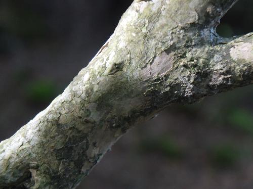 コツクバネウツギ 灰色で樹皮は薄くはがれる