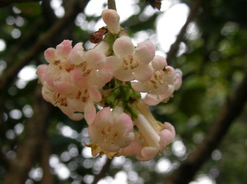 チョウジガマズミ 春に小さなピンクの花