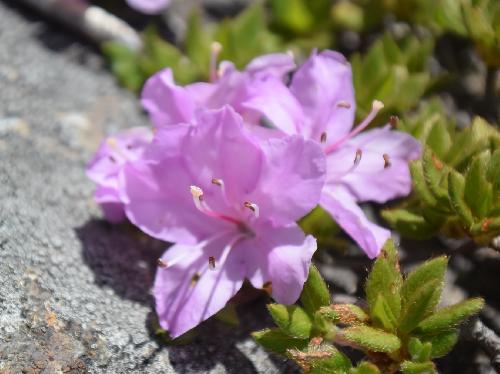 ミヤマキリシマ 晩春～初夏　赤紫色ピンクの花