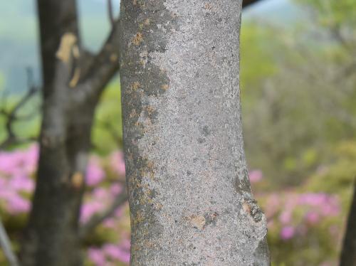シロドウダン 樹皮は灰色で茶色の斑紋