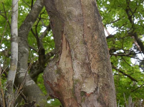 ベニドウダン 茶褐色の樹皮