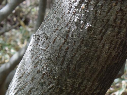 ナンゴクミネカエデ 灰色で縦方向の茶褐色の皮目