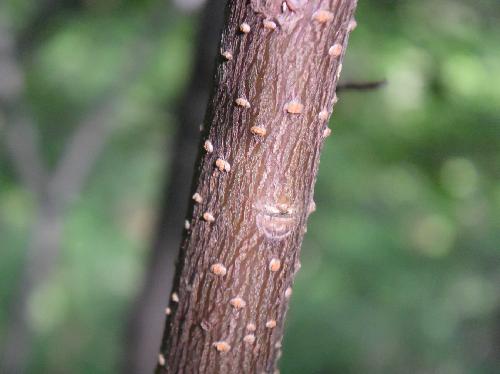 ミヤマホウソ 茶褐色で縦じまの樹皮茶色の皮目(若木)