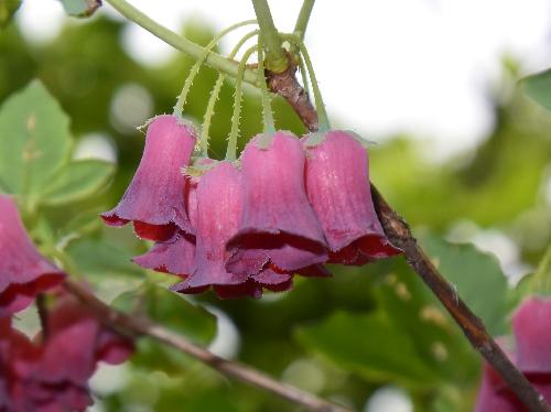 ヨウラクツツジ 晩春～初夏 小さな釣鐘状の赤紫色の花