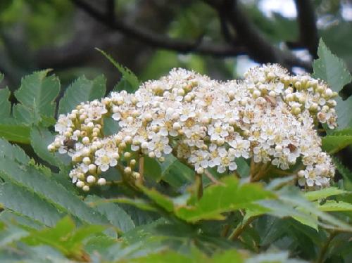 ナナカマド 初夏に小さな白い花