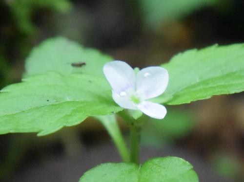 コクワガタ 初夏に青い筋の入った白い小さな花