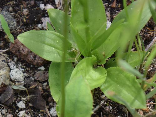 シライトソウ 葉は倒卵形～楕円形 根生