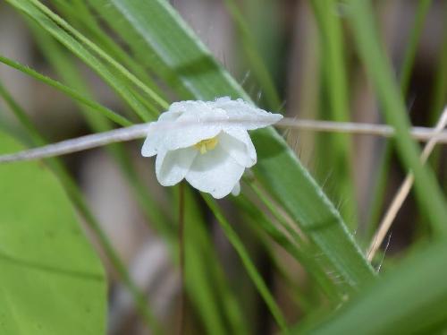 バイカイカリソウ 晩春～初夏に小さな白い花