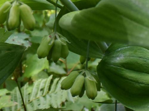ミドリヨウラク 初夏に緑色の花を数個ずつ葉脇から垂らす