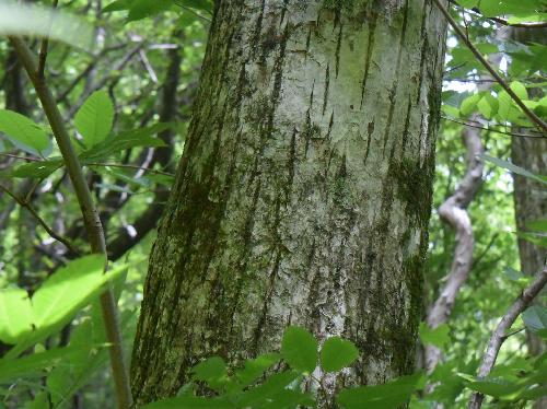 サワグルミ 樹皮は灰色でやや深く縦方向に割れる