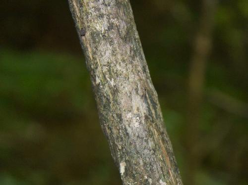 ウスバヒョウタンボク 灰褐色で縦に浅く割れる