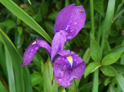 ノハナショウブ 初夏 紫色の花