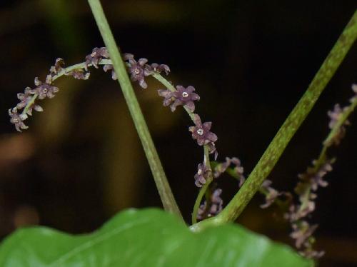 キクバドコロ 夏 小さな紫色の雄花 穂状