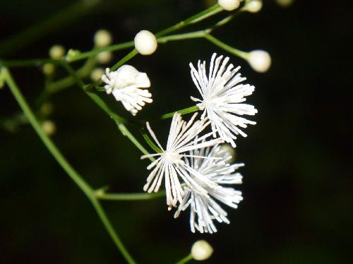 シギンカラマツ 夏に白い花糸を放射状につける