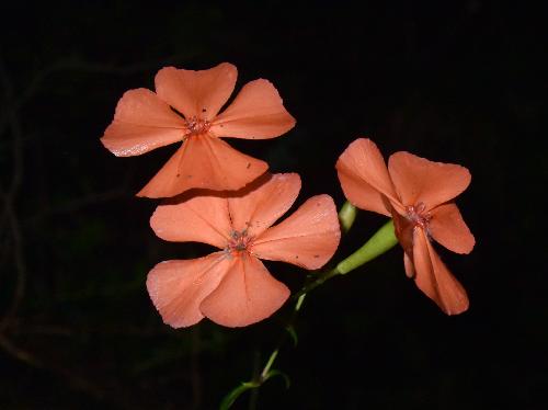 フシグロセンノウ 夏にオレンジ色の花