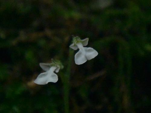 ハクウンラン 夏極小さな白い花