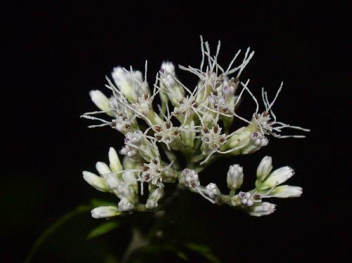 サケバヒヨドリ 晩夏　白い花
