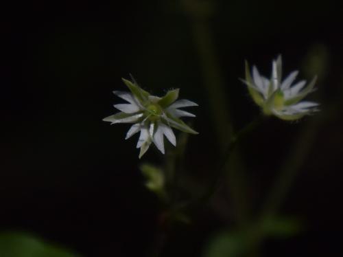オオヤマハコベ 晩夏-初秋　小さな白い花