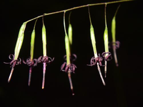 クサヤツデ 初秋に小さな紫色の花