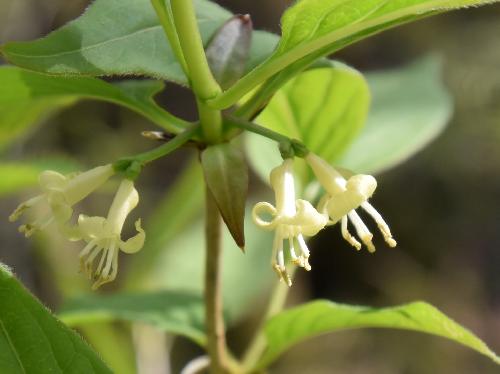 ウスバヒョウタンボク 晩春に小さな白い花
