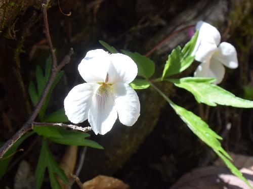 エイザンスミレ 春に白い花