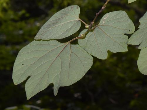 ダンコウバイ 葉は広卵形で先端が浅く３裂