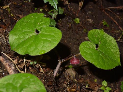 フタバアオイ １本の茎にはを２枚つけ間に花をつける