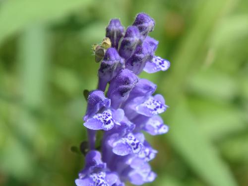 タツナミソウ 晩春～初夏 紫色の花