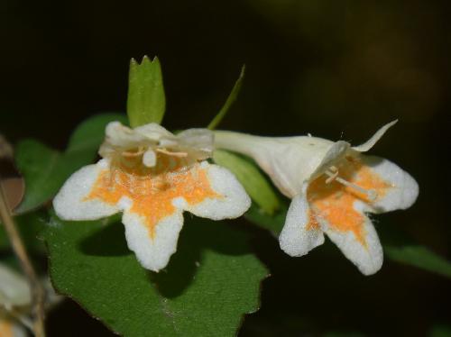 コツクバネウツギ 晩春～初夏　黄色い模様のある白い花