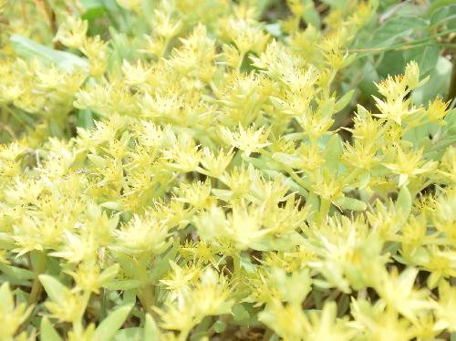ツルマンネングサ 晩春に小さな黄色い花