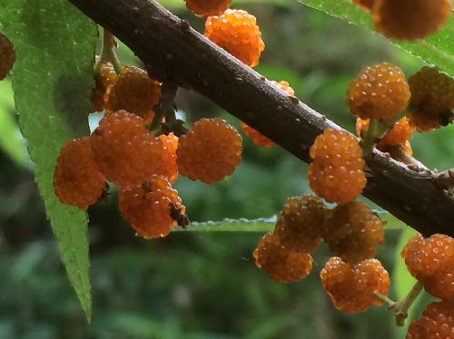 ヤナギイチゴ 初夏に小さな球形で橙色の実を多数