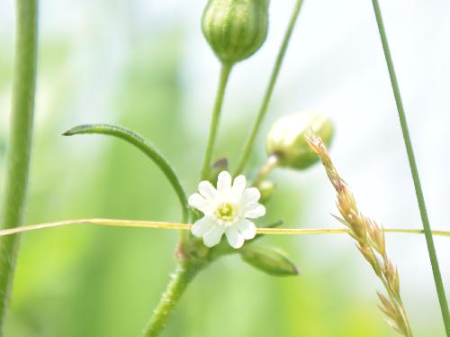 ヒメケフシグロ 初夏に小さな白い花