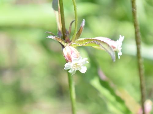ヒメケフシグロ 初夏に小さな白い花