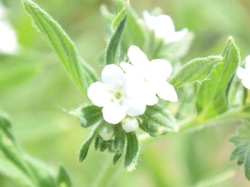 ムラサキ 初夏に小さな白い花