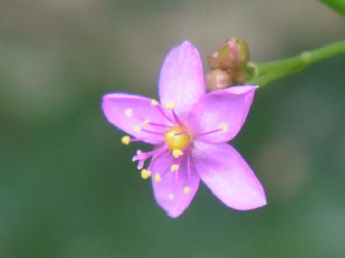 ハゼラン 夏から秋にかけてごく小さなピンクの５弁花