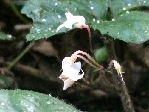 ツルコウジ 夏にごく小さな白い花