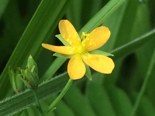コケオトギリ 夏に小さな黄色い花