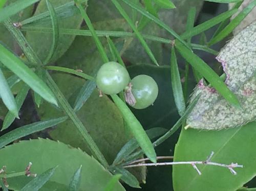 スギノハカズラ 球形の果実　秋未熟な緑色の実