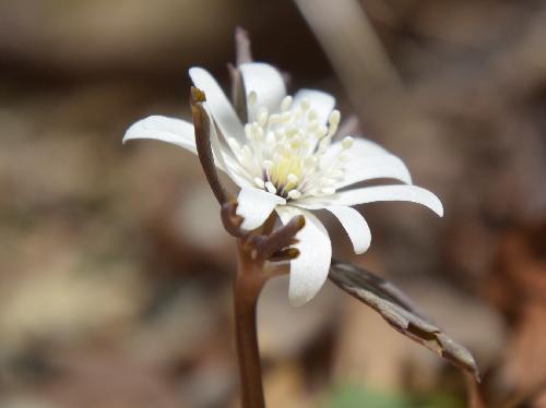 アズマイチゲ 春に白い花