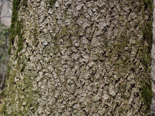 キハダ 灰褐色の樹皮　うろこ状に割れる