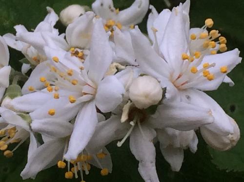 マルバウツギ 晩春　白い花