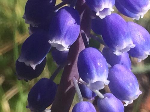 ムスカリ 青い壺状の花