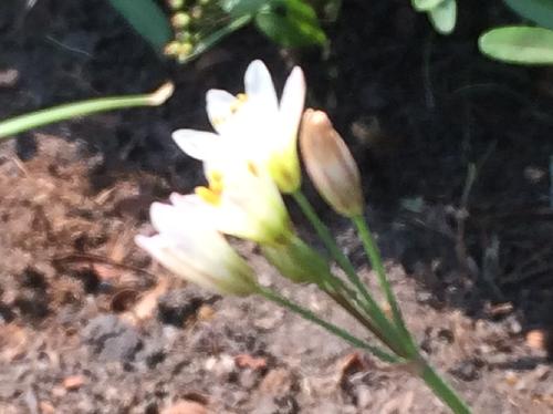 ハタケニラ 晩春から初夏にかけて小さな白い花