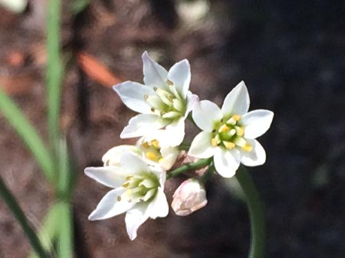 ハタケニラ 晩春から初夏にかけて小さな白い花