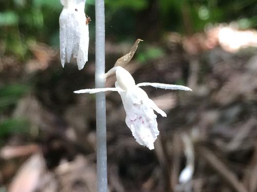 タシロラン 晩春から初夏に白い花